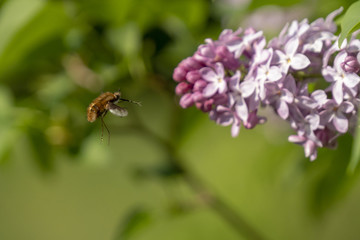 Grosser Wollschweber - Bombylius major - an Fliederblüten