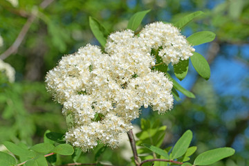 Blühender Vogelbeerbaum, Sorbus aucuparia