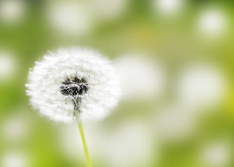 Dandelions heads seeds in green field at sunny summer morning. Beautiful floral blurred dackground. Close-up wild flower
