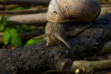 Close-up of grape snail crawling on the wood. Large grape snail crawls along the wooden cover. Helix pomatia, common names the Roman, Burgundy or edible snail or escargot