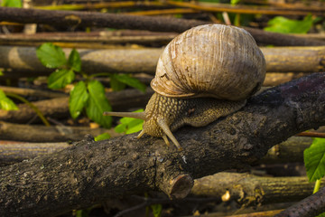 Close-up of grape snail crawling on the wood. Large grape snail crawls along the wooden cover. Helix pomatia, common names the Roman, Burgundy or edible snail or escargot