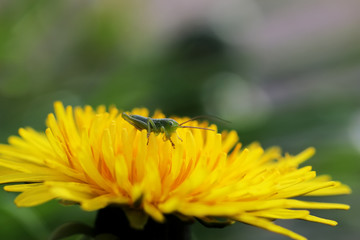 sauterelle et son pissenlit