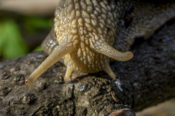 Close-up of grape snail crawling on the wood. Large grape snail crawls along the wooden cover. Helix pomatia, common names the Roman, Burgundy or edible snail or escargot
