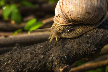 Close-up of grape snail crawling on the wood. Large grape snail crawls along the wooden cover. Helix pomatia, common names the Roman, Burgundy or edible snail or escargot