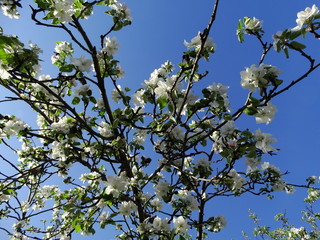 Flowering Apple trees