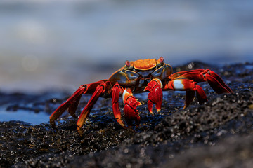 Rote Klippenkrabbe