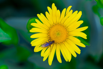 yellow flower in green grass texture background