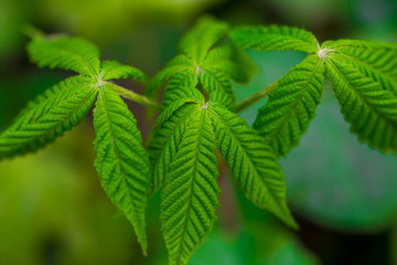 Green Chestnut Leaves in beautiful light close up