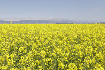 Fototapeta premium Flowering field of rapeseed canola or colza, plant for green energy and oil industry. Spring time on Spain.