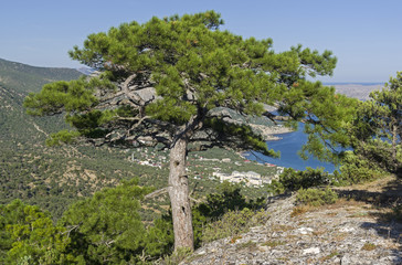 A large relict pine on top of the mountain.