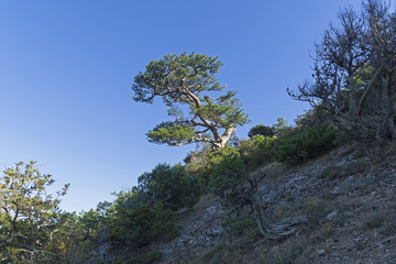 Relict pine on a mountain slope against a cloudless sky.