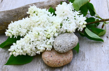 Fototapeta na wymiar bouquet de lilas blanc ,et galets