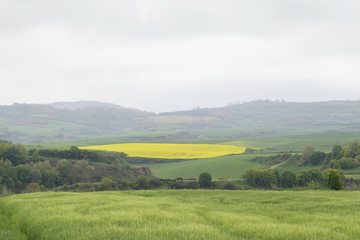 Flowering field of rapeseed canola or colza, plant for green energy and oil industry. Spring time on Spain.