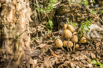 Young forest mushrooms 