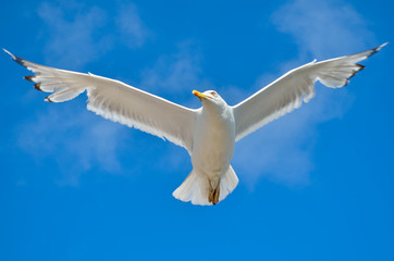 Fototapeta na wymiar White gull flying against the blue sky