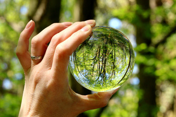 Trees in miniature seen through a crystal globe