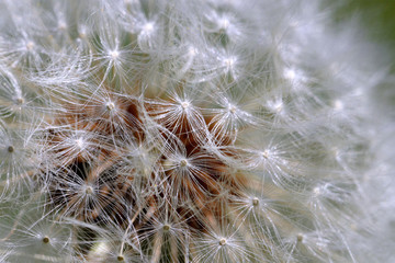 Dandelion seed head macro close up