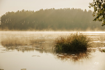 dawn on a forest lake, fog
