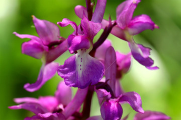 Fototapeta na wymiar Early purple orchid close up macro