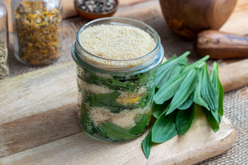 Jar filled with ribwort plantain leaves and cane sugar, to prepare homemade syrup