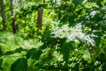Elderberry (Sambucus nigra) flower