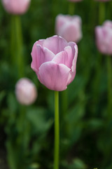 Tulipa Pink Diamond