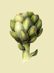 Watercolor botanical illustration of artichoke. Fresh food. Organic vegetarian. Isolated object on light green background. Hand painted poster or print. Realistic vintage style.