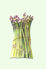 Fresh green asparagus. Isolated object on white background. Watercolor botanical illustration. Organic Food. Vegetarian Ingredient. Realistic style. Hand painted poster or print. © sshisshka