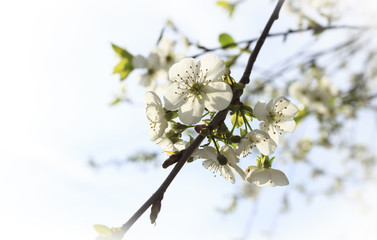 Spring. A bright and sunny day. The cherry blossoms begin to blossom. Close-up