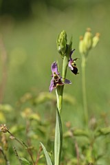 Hummel-Ragwurz (Ophrys holoserica) 