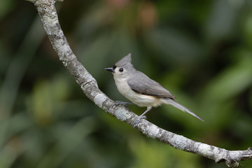 Tufted Titmouse on Tree Branch