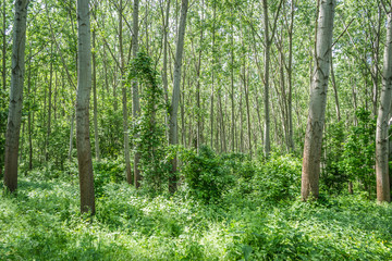 Fototapeta premium Young poplar forest sunny sun 