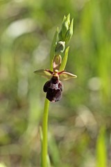 Hybride zwischen Hummel- und Fliegenragwurz (Ophrys holoserica X Ophrys insectifera oder auch Ophrys x devenensis) 
