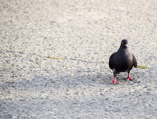 The dove is gray, walking along the sidewalk.