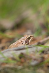 Rana dalmatina (Rana agilis) is a type of frog from groups of Rana genus females.
