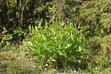 Knospender Gelber Frauenschuh (Cypripedium calceolus) 