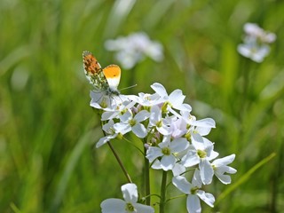 Männlicher Aurorafalter (Anthocharis cardamines) an Wiesen-Schaumkraut (Cardamine pratensis)