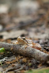 Rana dalmatina (Rana agilis) is a type of frog from groups of Rana genus females.
