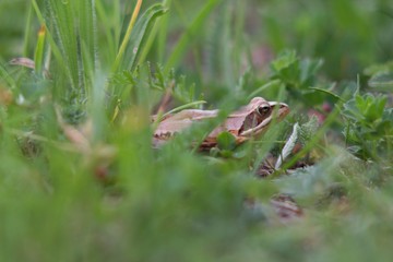Rana dalmatina (Rana agilis) is a type of frog from groups of Rana genus females.