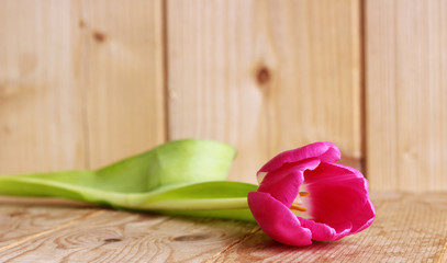 Spring is coming.Beautiful pink tulips on wooden background. Top view, copy space. Space for text, copy, lettering. Postcard template. Concept spring flowers.