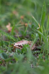 Rana dalmatina (Rana agilis) is a type of frog from groups of Rana genus females.