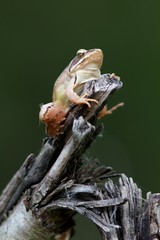 Rana dalmatina (Rana agilis) is a type of frog from groups of Rana genus females.