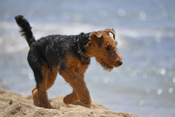 Airedale Terrier dog - puppy 18 weeks old.