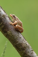 Rana dalmatina (Rana agilis) is a type of frog from groups of Rana genus females.