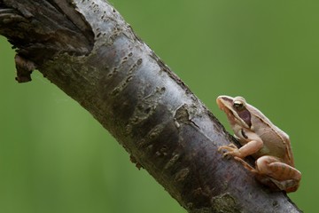 Rana dalmatina (Rana agilis) is a type of frog from groups of Rana genus females.