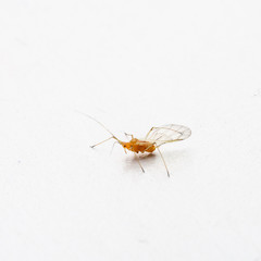 Macro image of aphid of plants