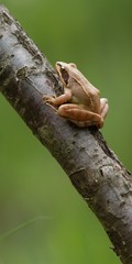 Rana dalmatina (Rana agilis) is a type of frog from groups of Rana genus females.