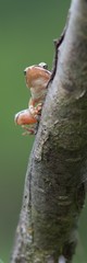 Rana dalmatina (Rana agilis) is a type of frog from groups of Rana genus females.