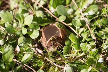Spontnus mushroom in the grass of a meadow