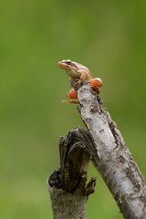 Rana dalmatina (Rana agilis) is a type of frog from groups of Rana genus females.